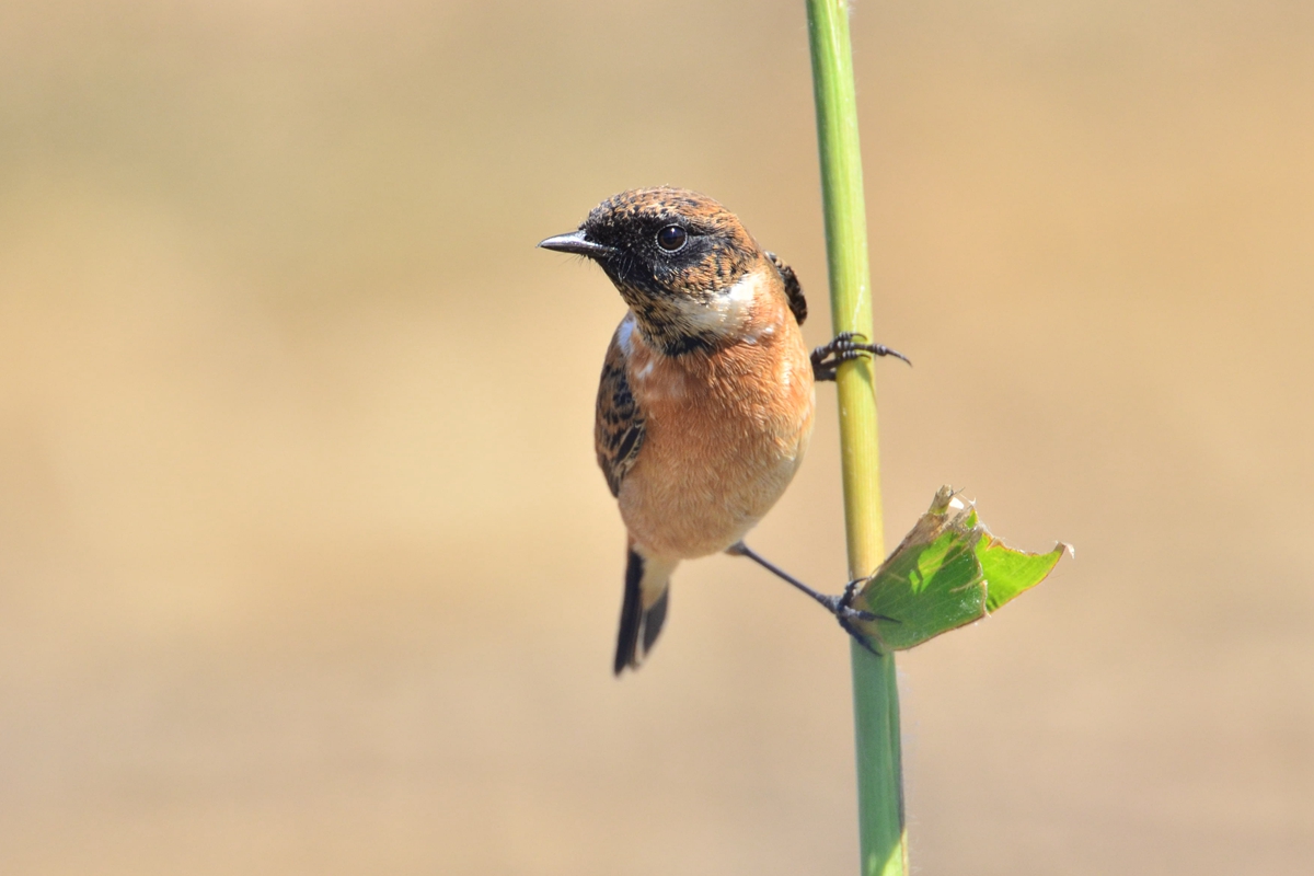 野鸭湖_20150913_DSC_3509_副本.jpg