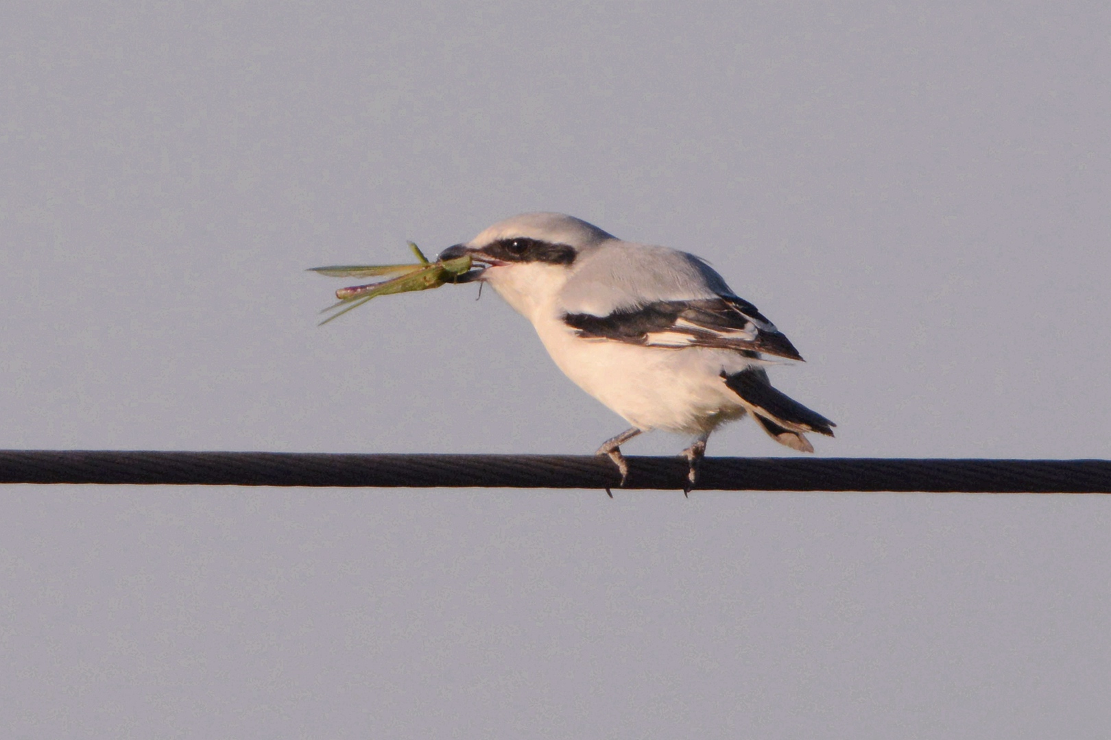 北大港_2015-10-02 DSC_1618_副本.jpg