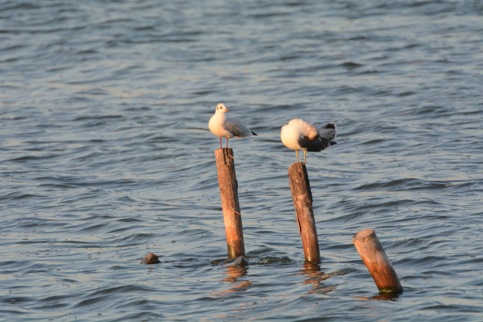 曹妃甸_2015-10-02 DSC_2232_副本.jpg