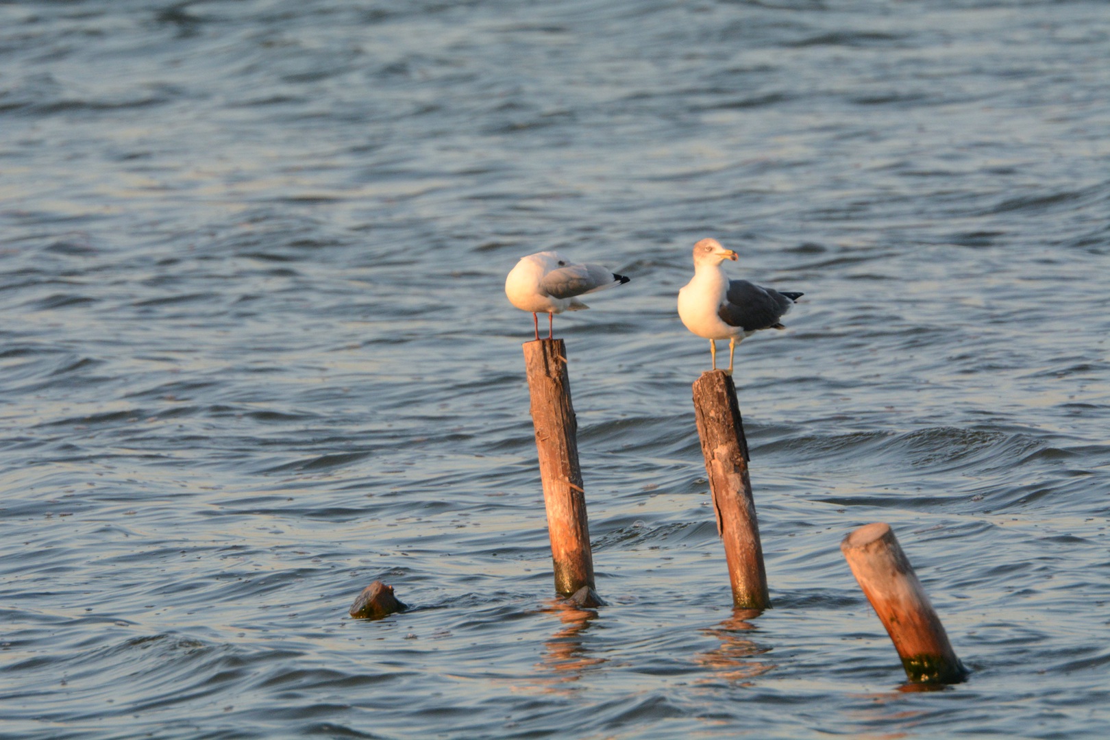 曹妃甸_2015-10-02 DSC_2234_副本.jpg