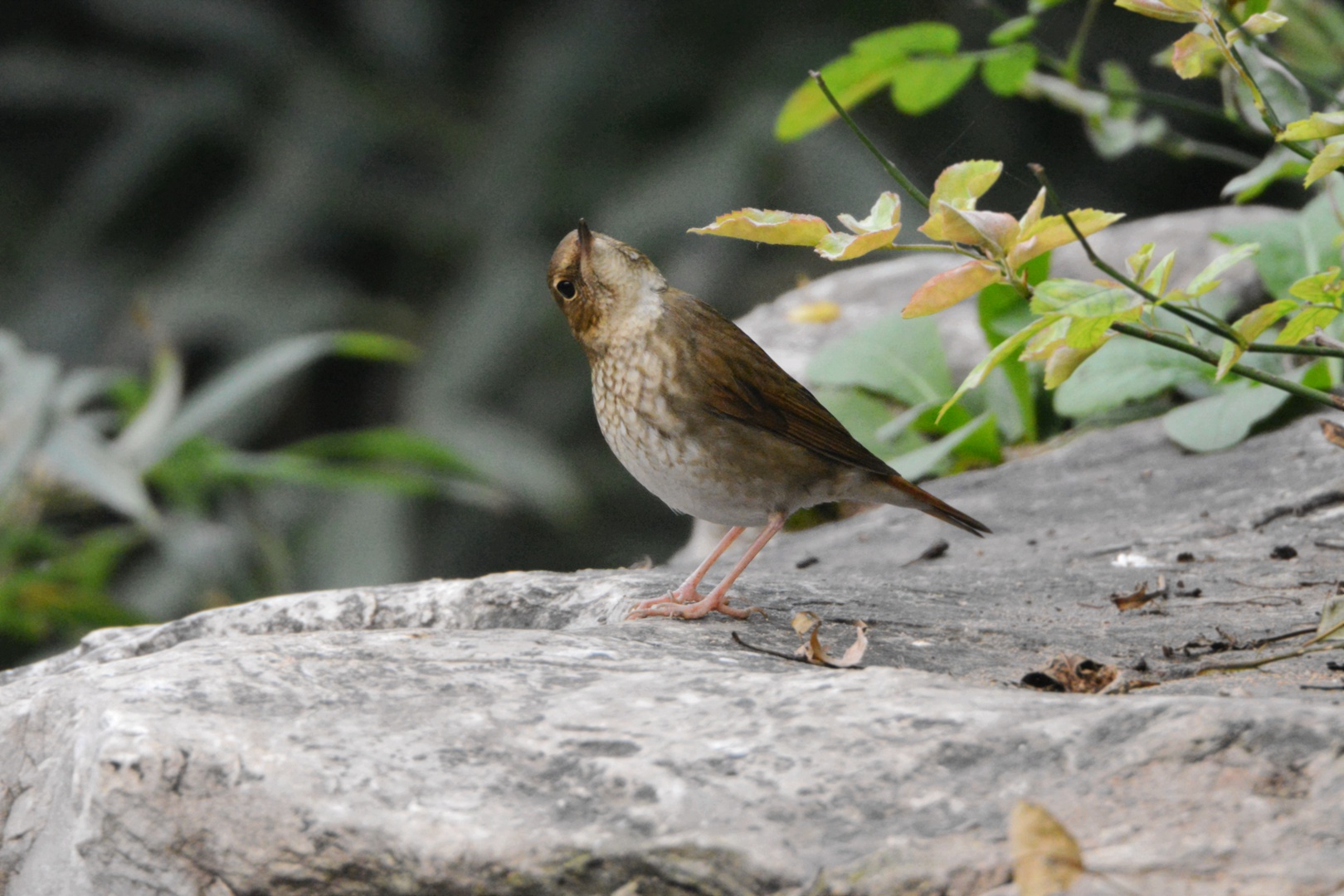 农展馆_2015-10-07 DSC_2749_副本.jpg