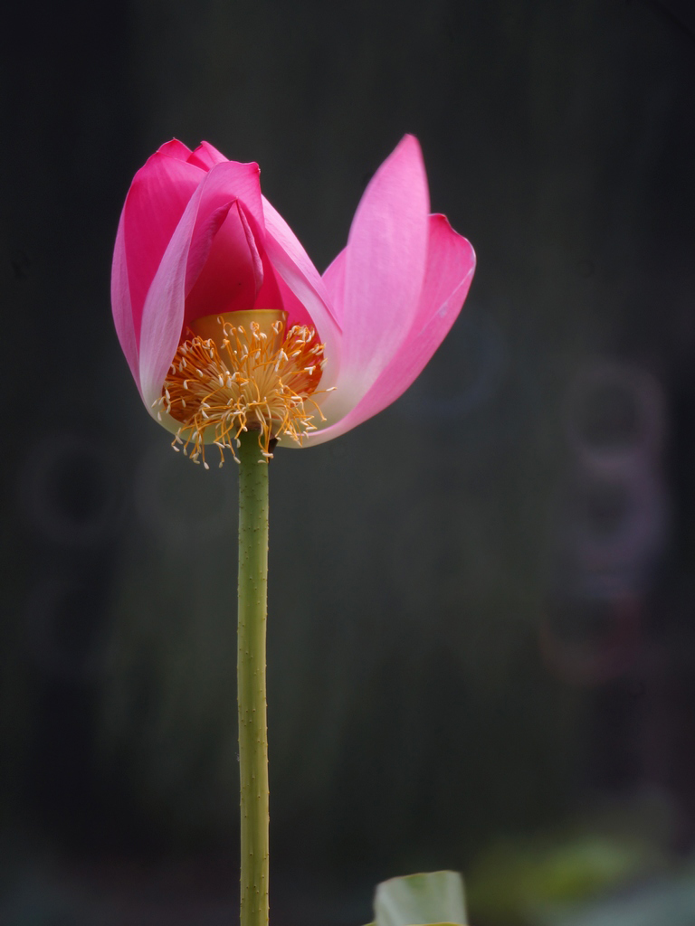kenko甜甜圈-资深泡菜-色影无忌.jpg