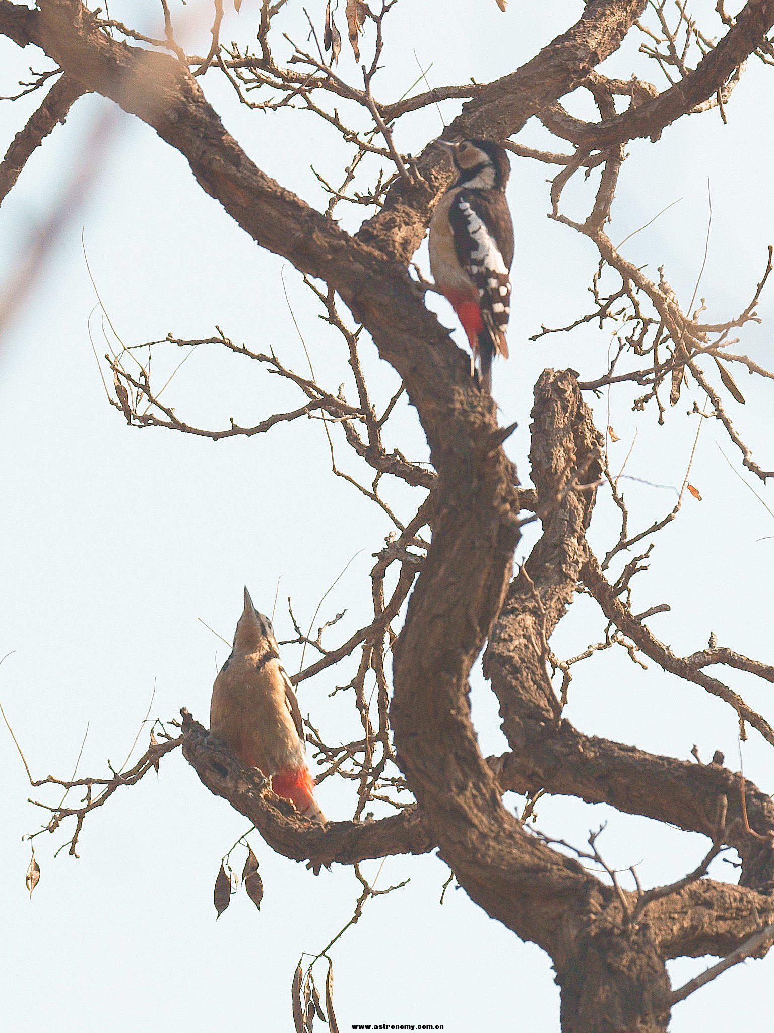 大斑啄木鸟.jpg