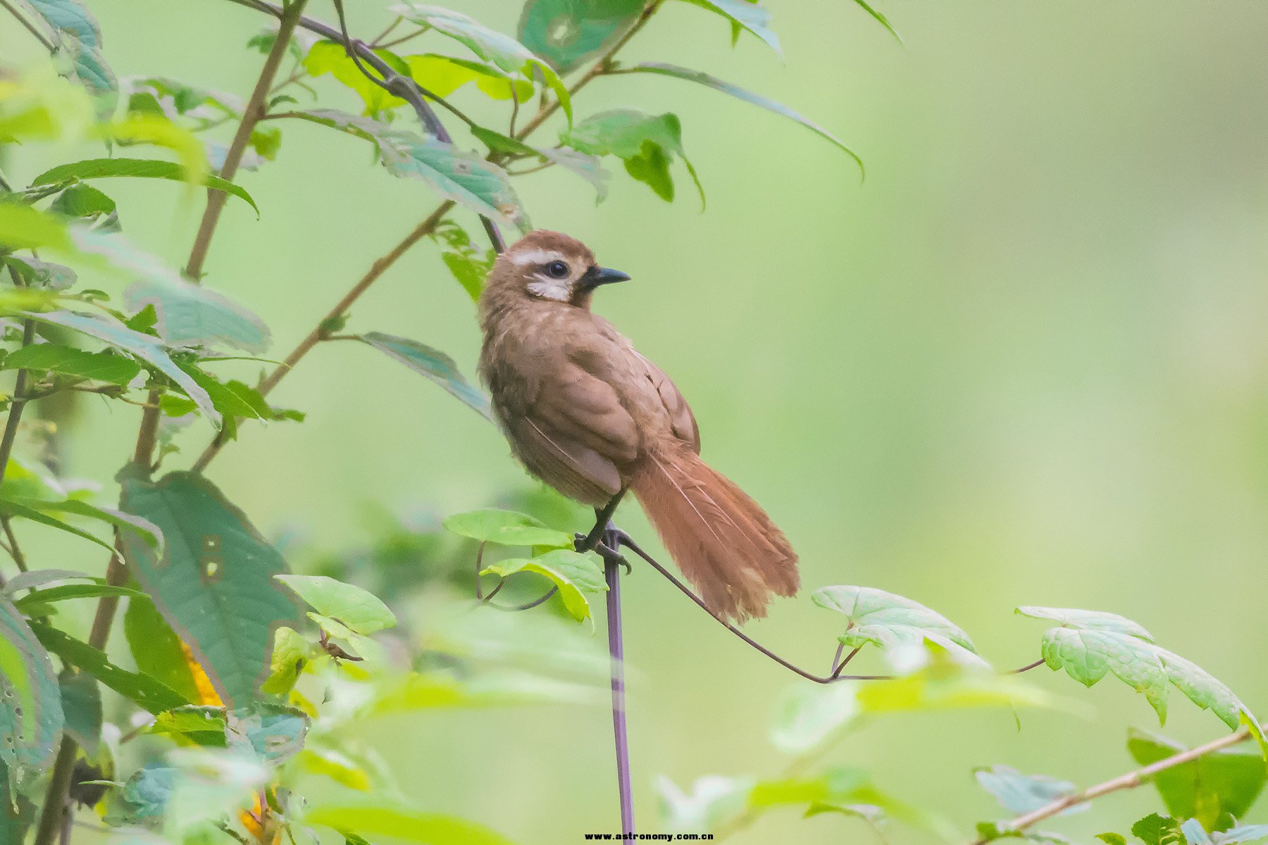 白颊噪鹛_宽阔水_20170816_DSC7822.jpg