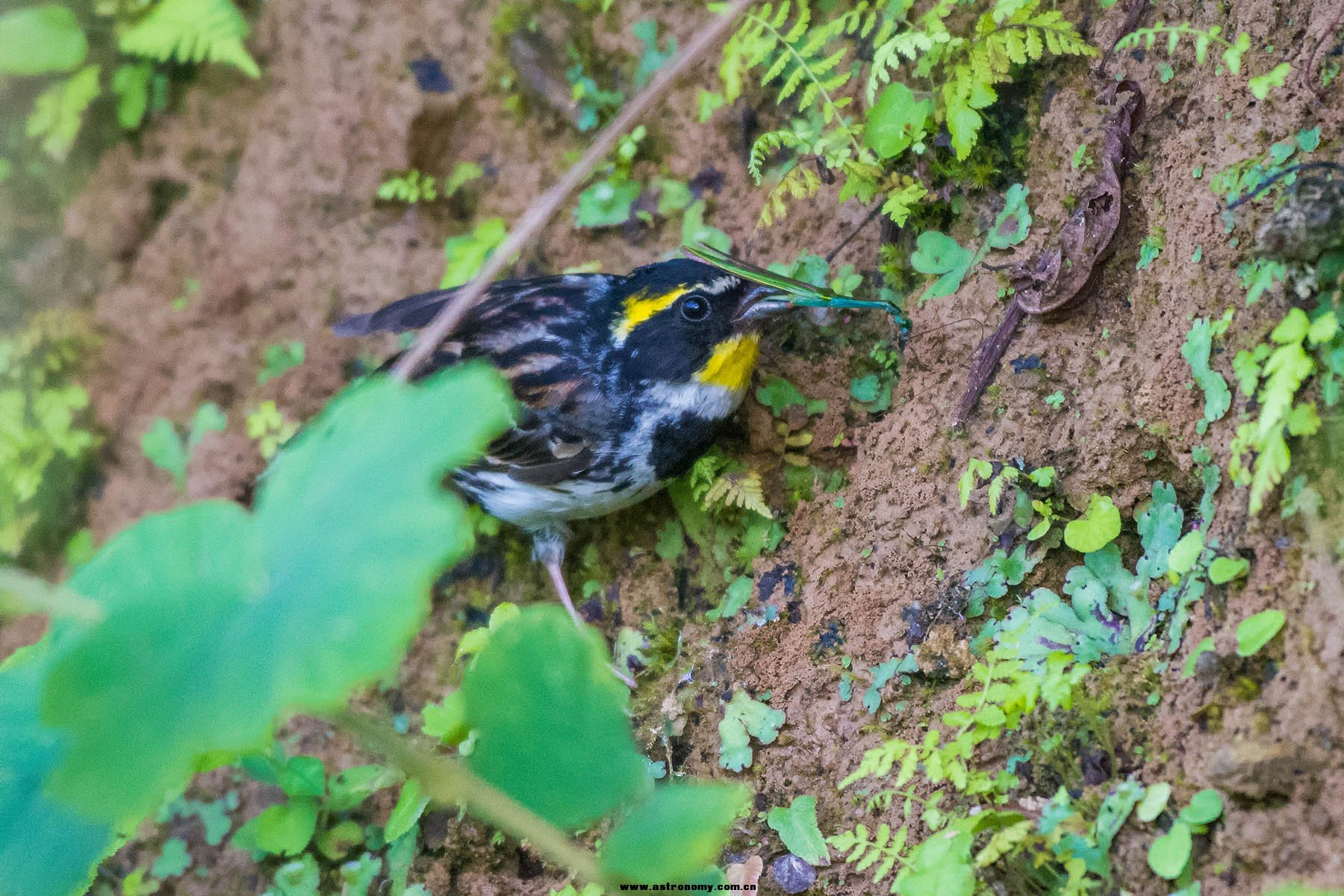 黄喉鹀_宽阔水_20170816_7791.jpg