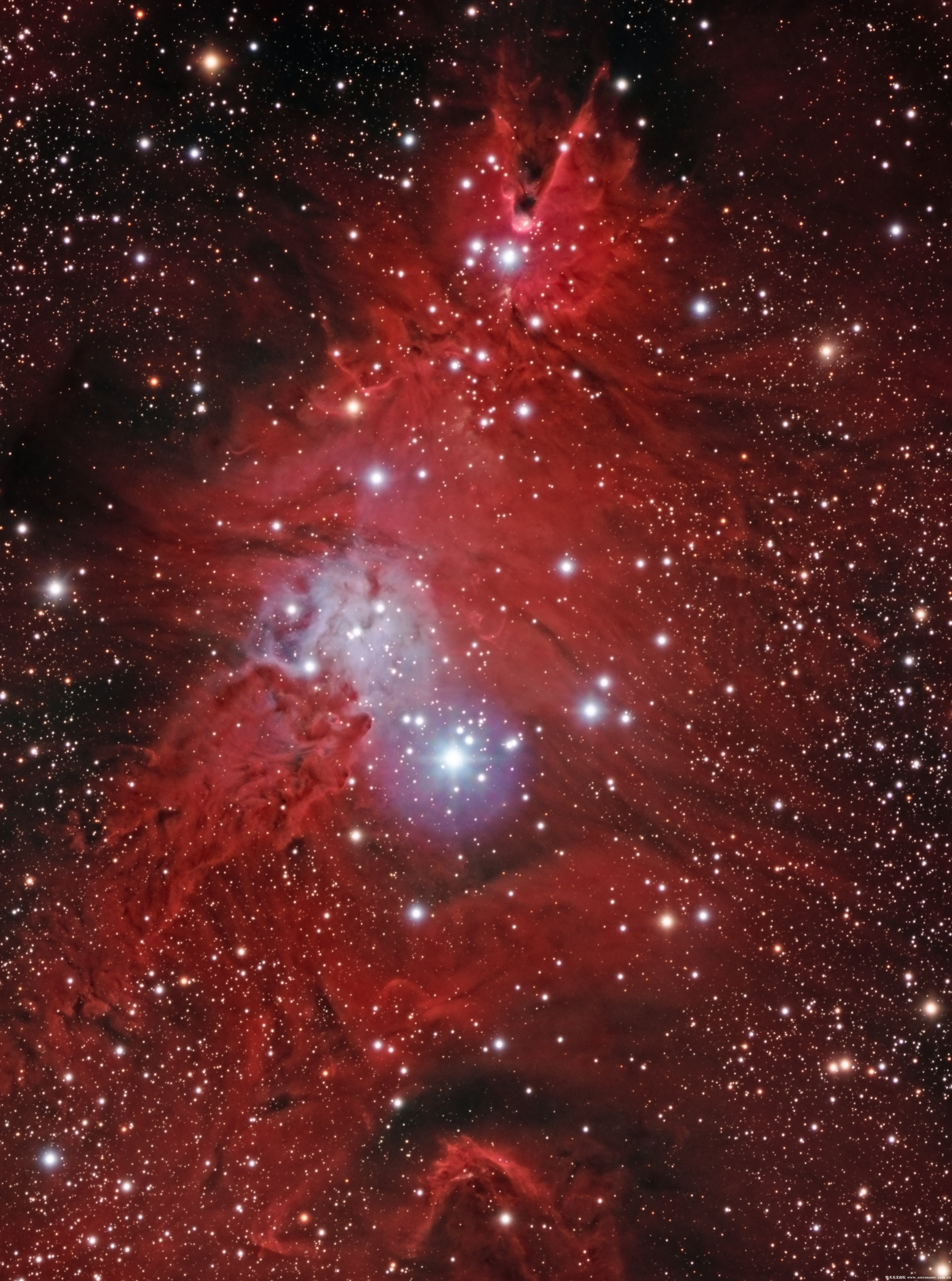 christmastree.jpg