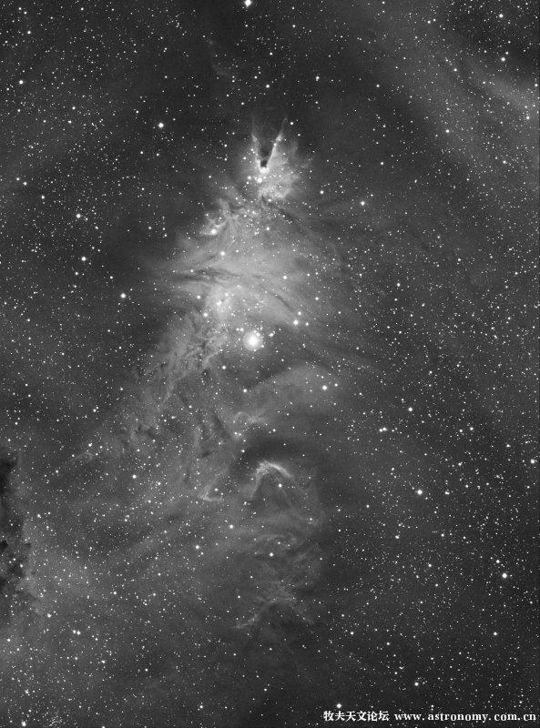 NGC2264ha.jpg