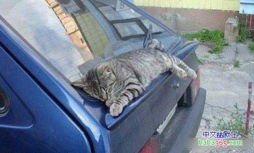 猫咪睡觉的最高境界.jpg