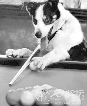 神犬“蓝色”（来源：现代快报）