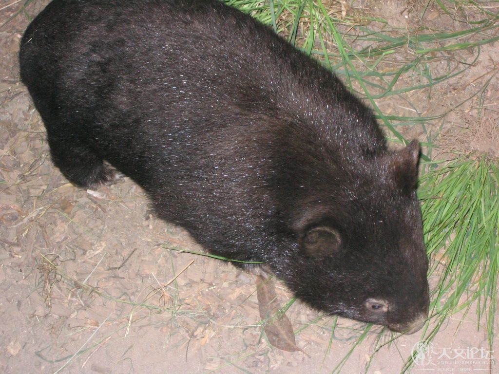 Wombat 2.JPG