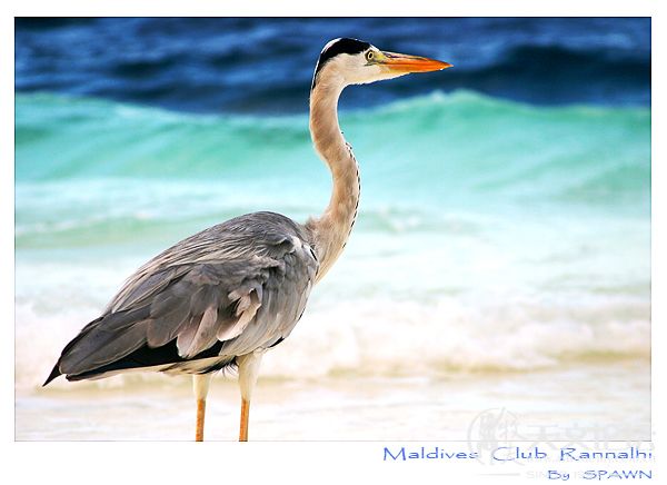 maldives034.jpg