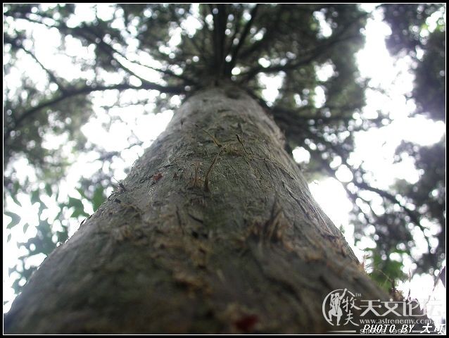 树