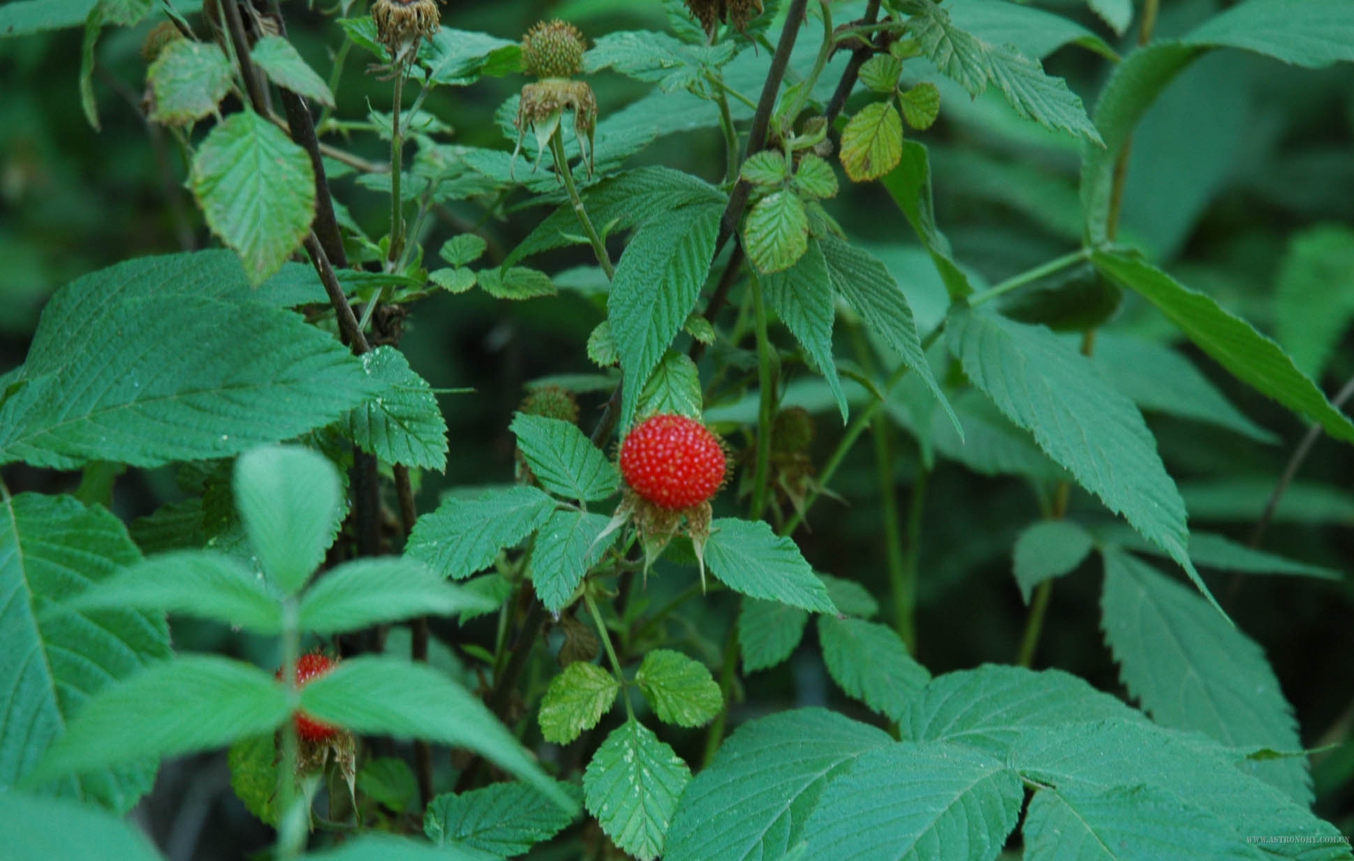 野草莓