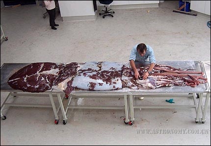 Mesonychoteuthis_hamiltoni_2003.jpg