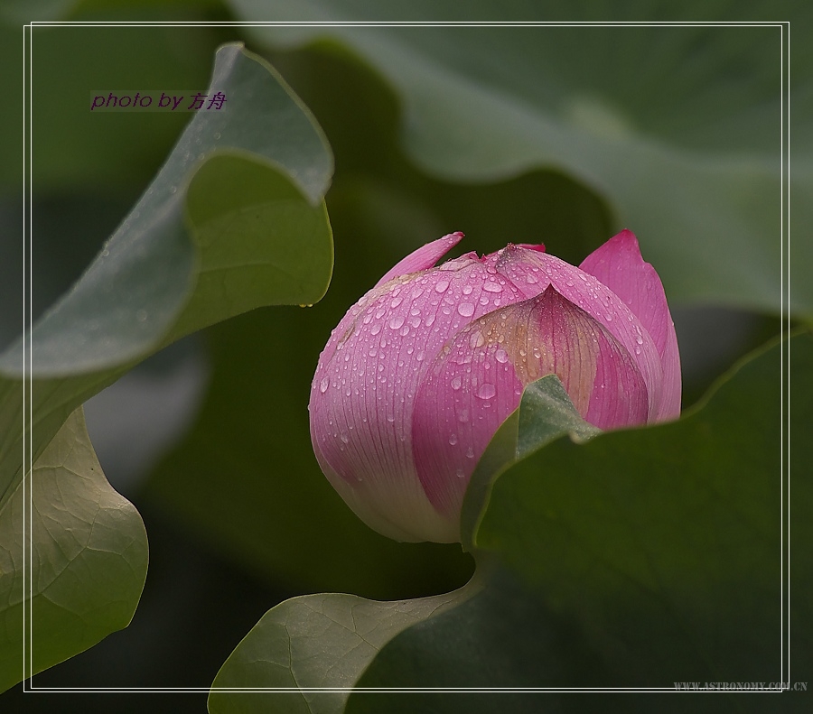 花蕾