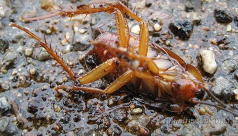 蟑螂是最会装死的昆虫之一