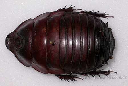 澳洲犀牛蟑螂是世界最重的蟑螂