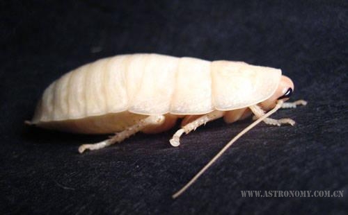 刚刚蜕皮的雌性马达加斯加蟑螂