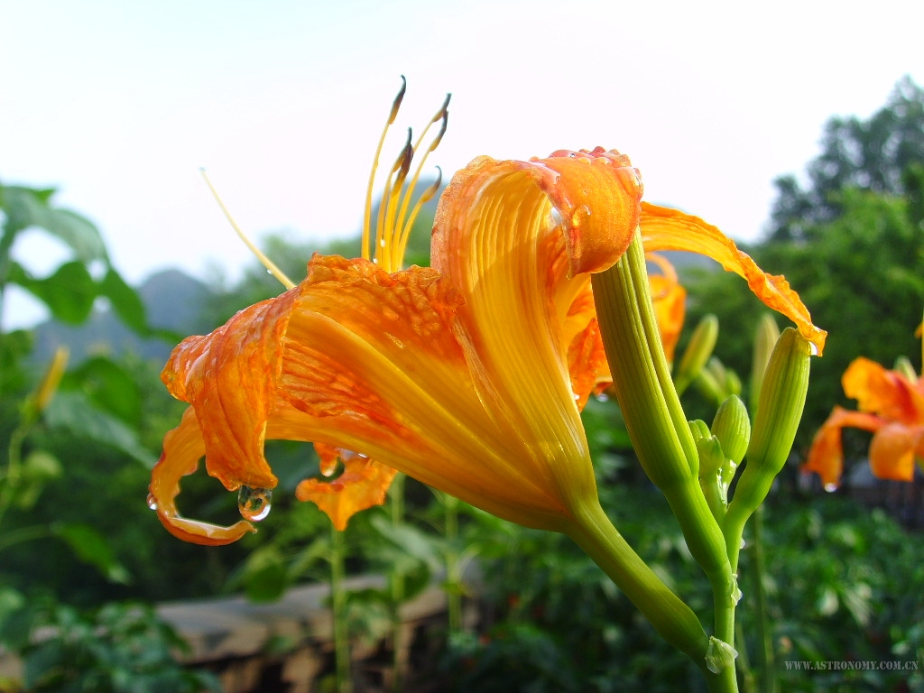 羞答答的黄花菜热闹闹地开~