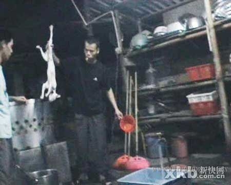 "猫店"厨师从脱毛机中拎住白条猫。