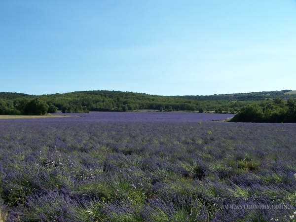 Provence1.jpg