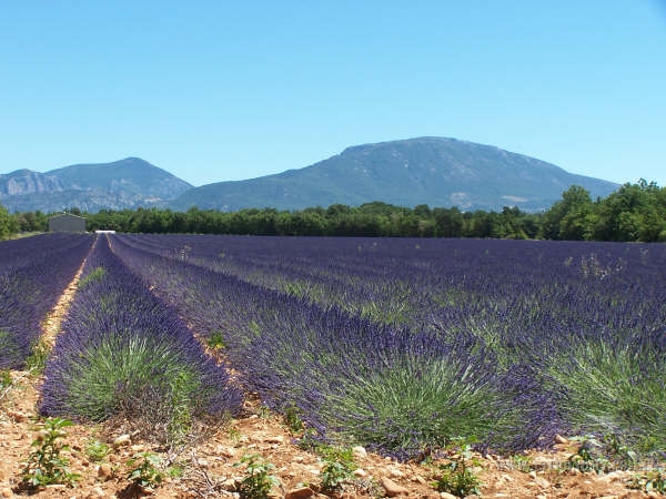 Provence5.jpg