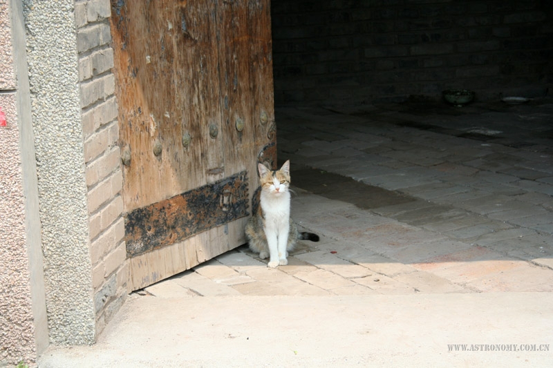 大猫在我家门口