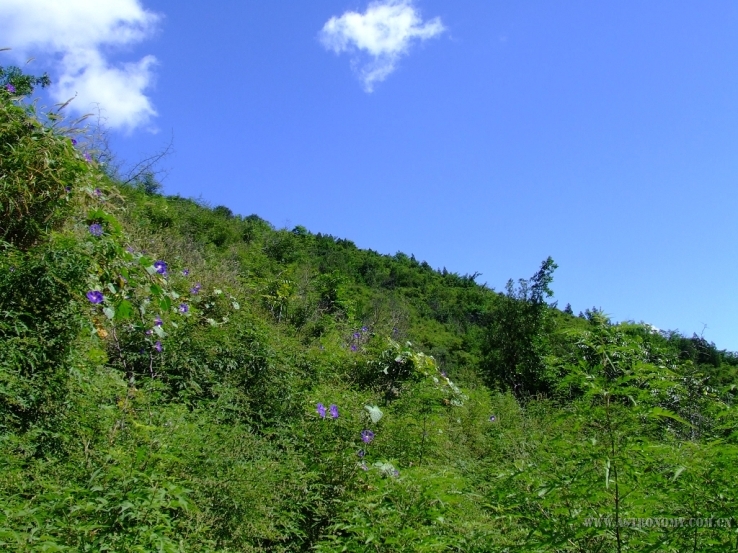 这是山上的情景