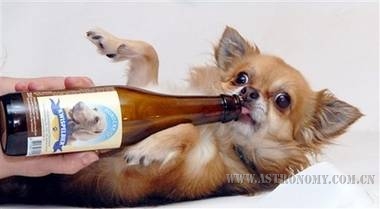 给狗喝的 啤酒让“人类最好的伙伴”畅饮。