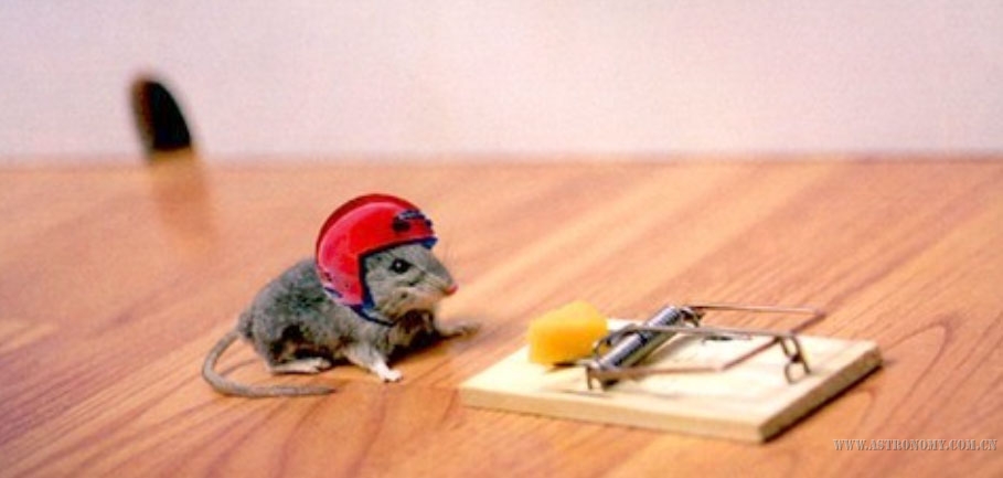 mouse.jpg