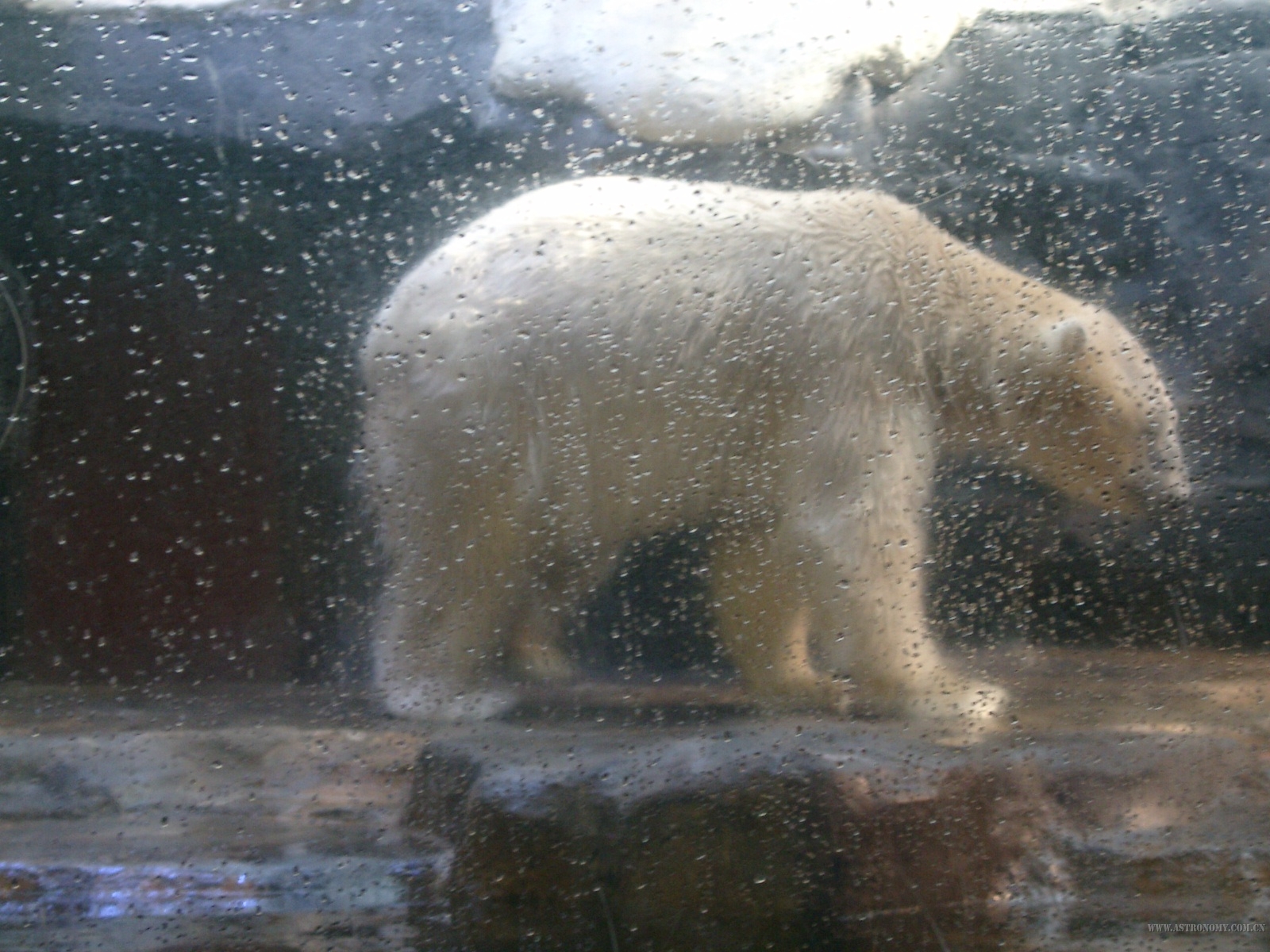 北极熊一直在睡觉,醒了一次还是被尿憋醒的