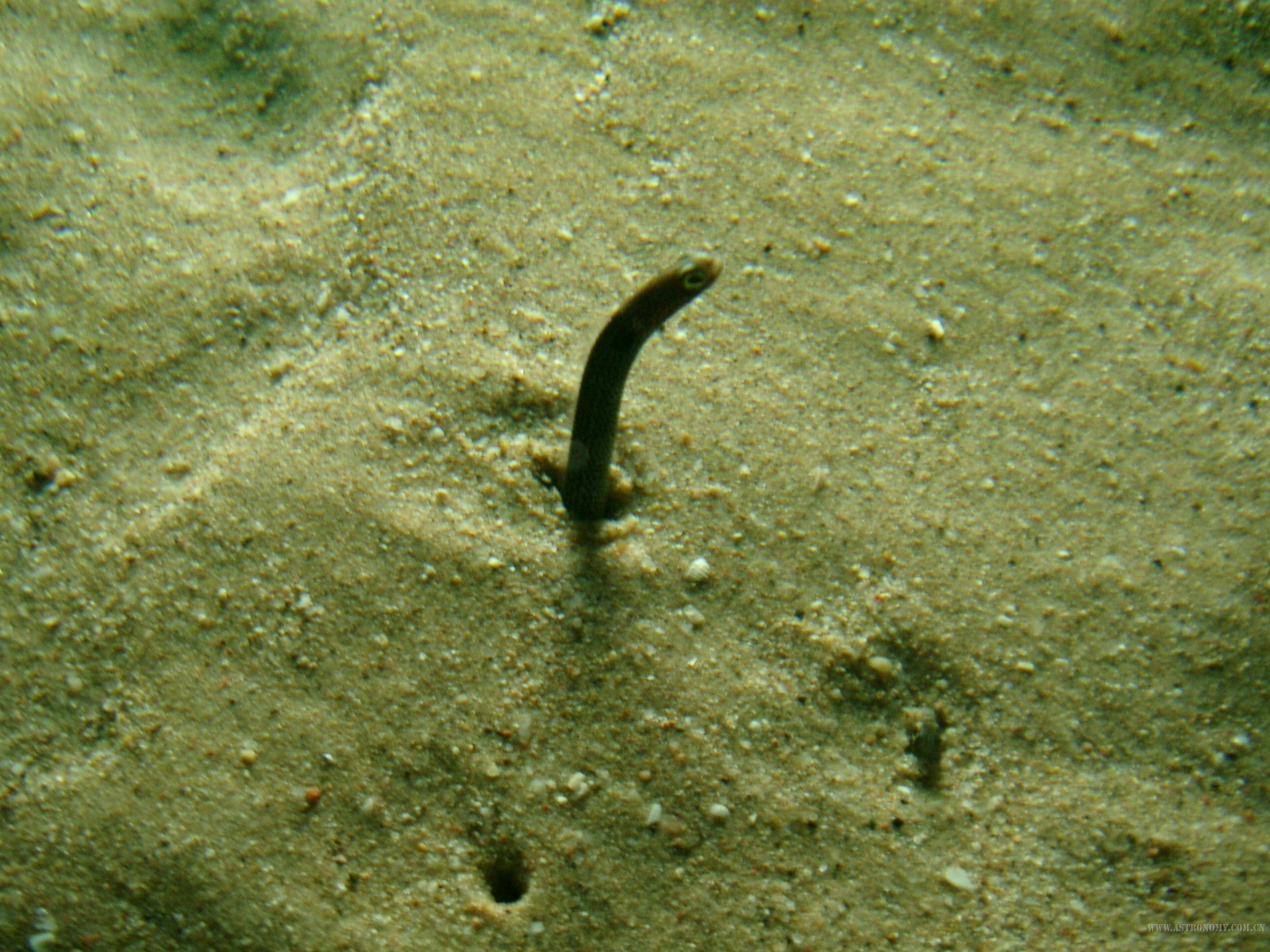 沙鳗~~有点像蚯蚓~