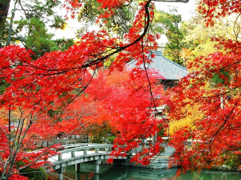 红叶