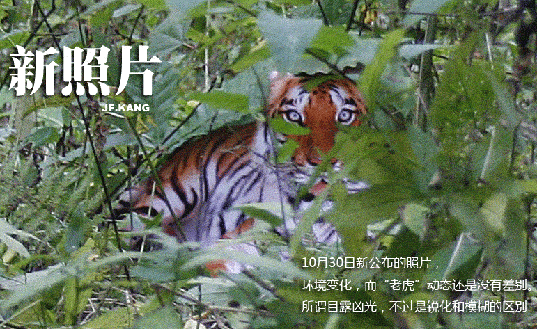 华南虎动画.gif