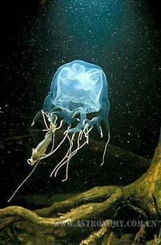 世界十大动物毒王01.jpg