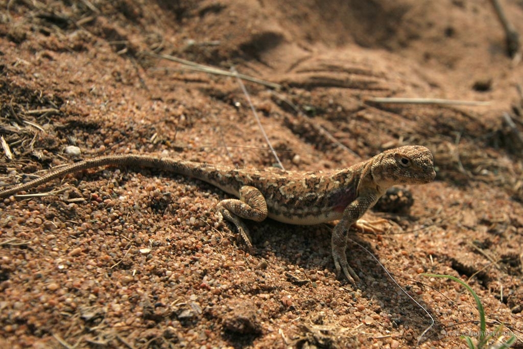 这个草原已经半沙漠化，沙多泥少，在沙地最多的动物就是这种蜥蜴。