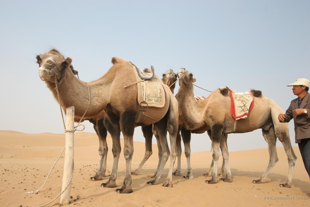 沙漠怎可以没骆驼？