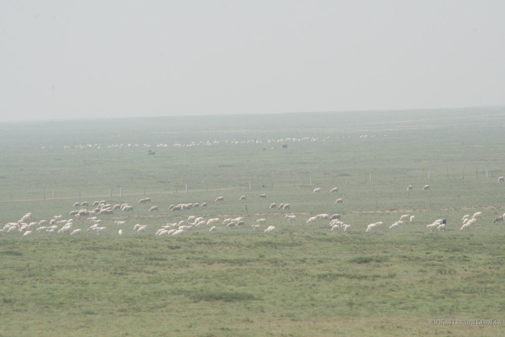 这里的羊不是三五成群的，是漫山遍野的。