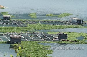 在福建闽江，水葫芦长满水面，影响了水产养殖。本报记者 张国俊 摄