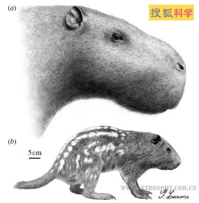 画家绘制的巨鼠与现代老鼠