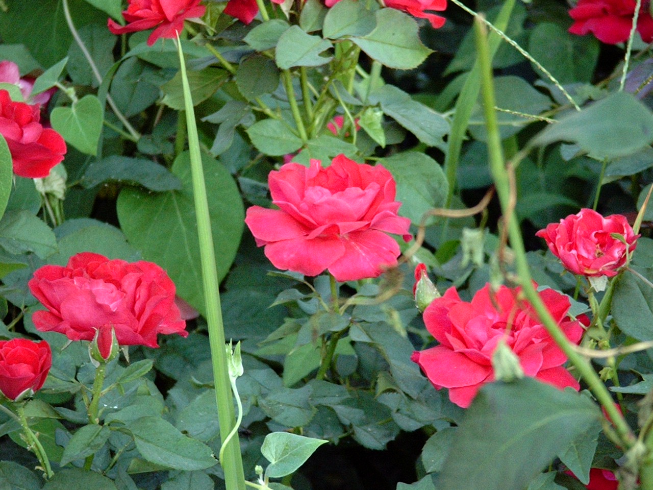 IMGP8701.JPG