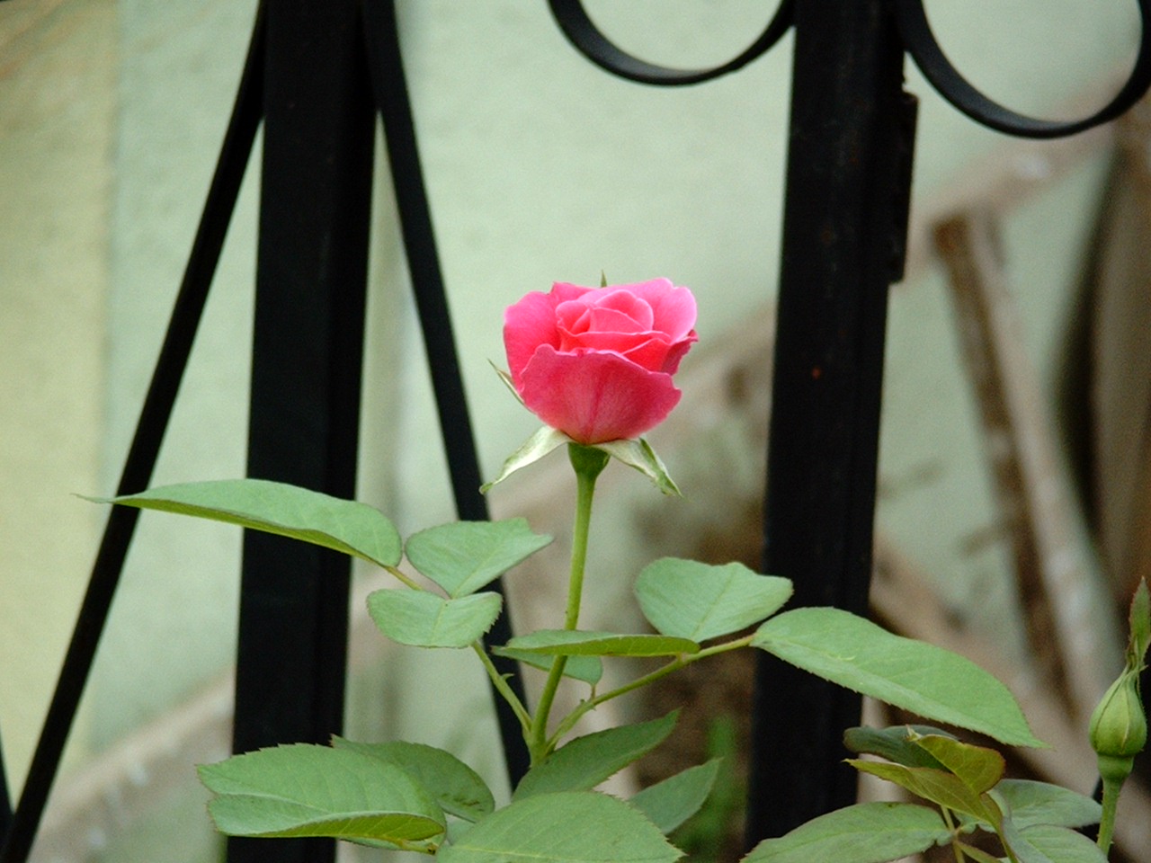 IMGP0329.JPG