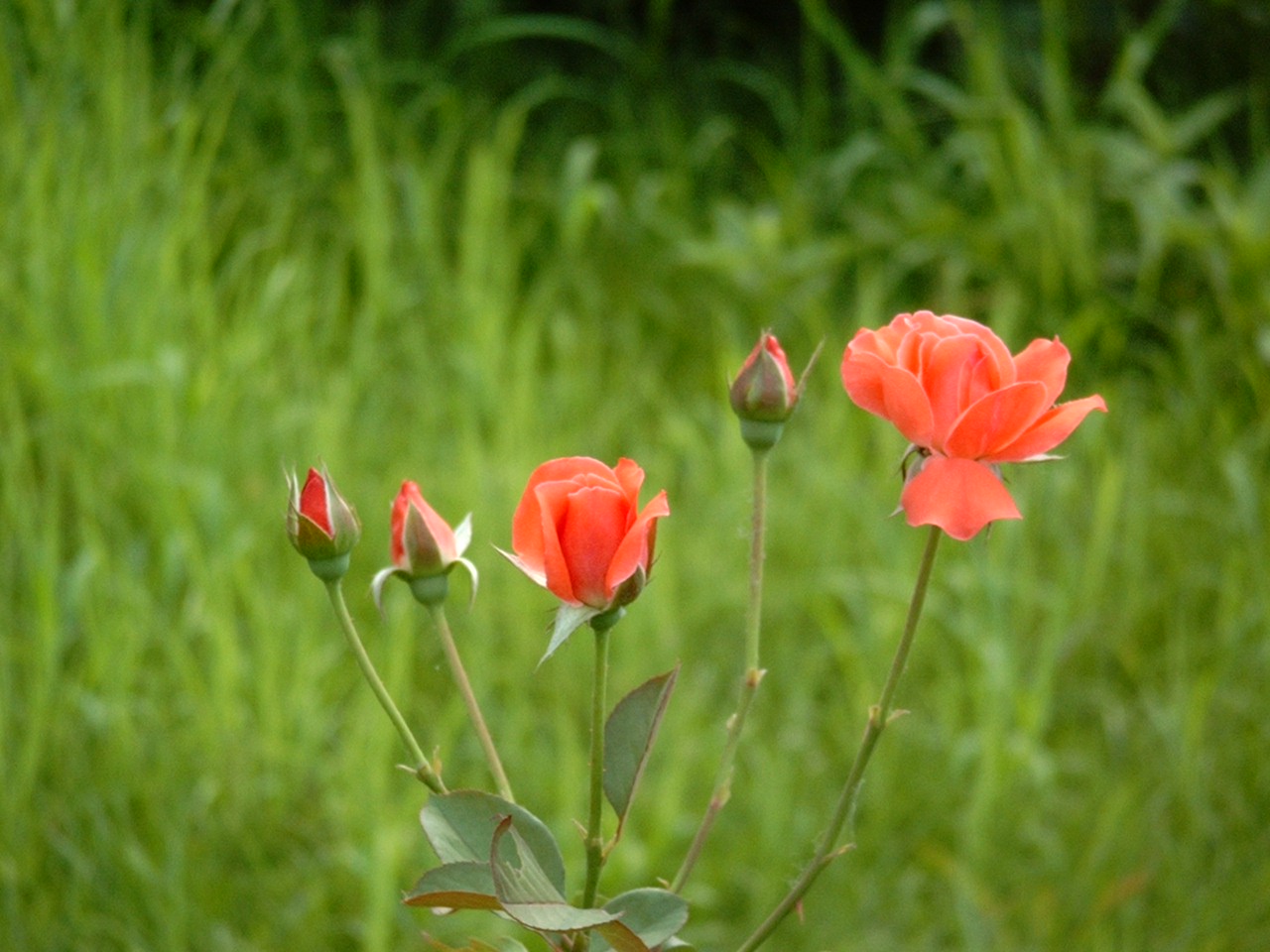 IMGP0270.JPG