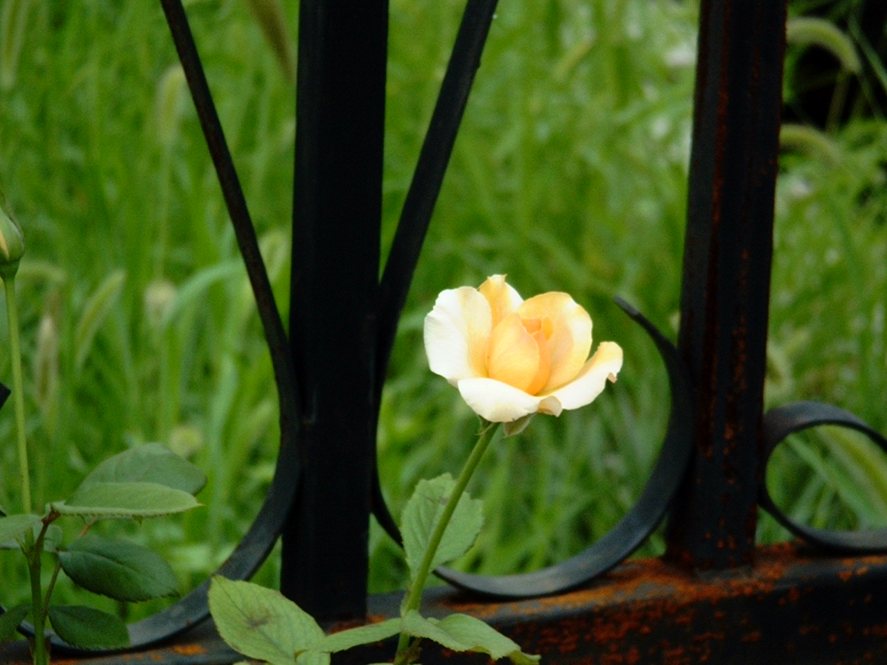 IMGP0333.JPG
