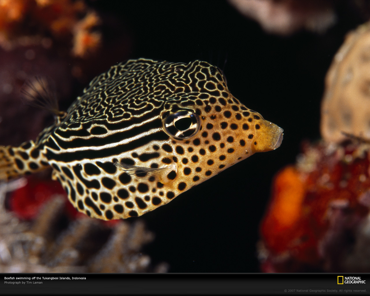 striped-boxfish-indonesia-977797-xl.jpg