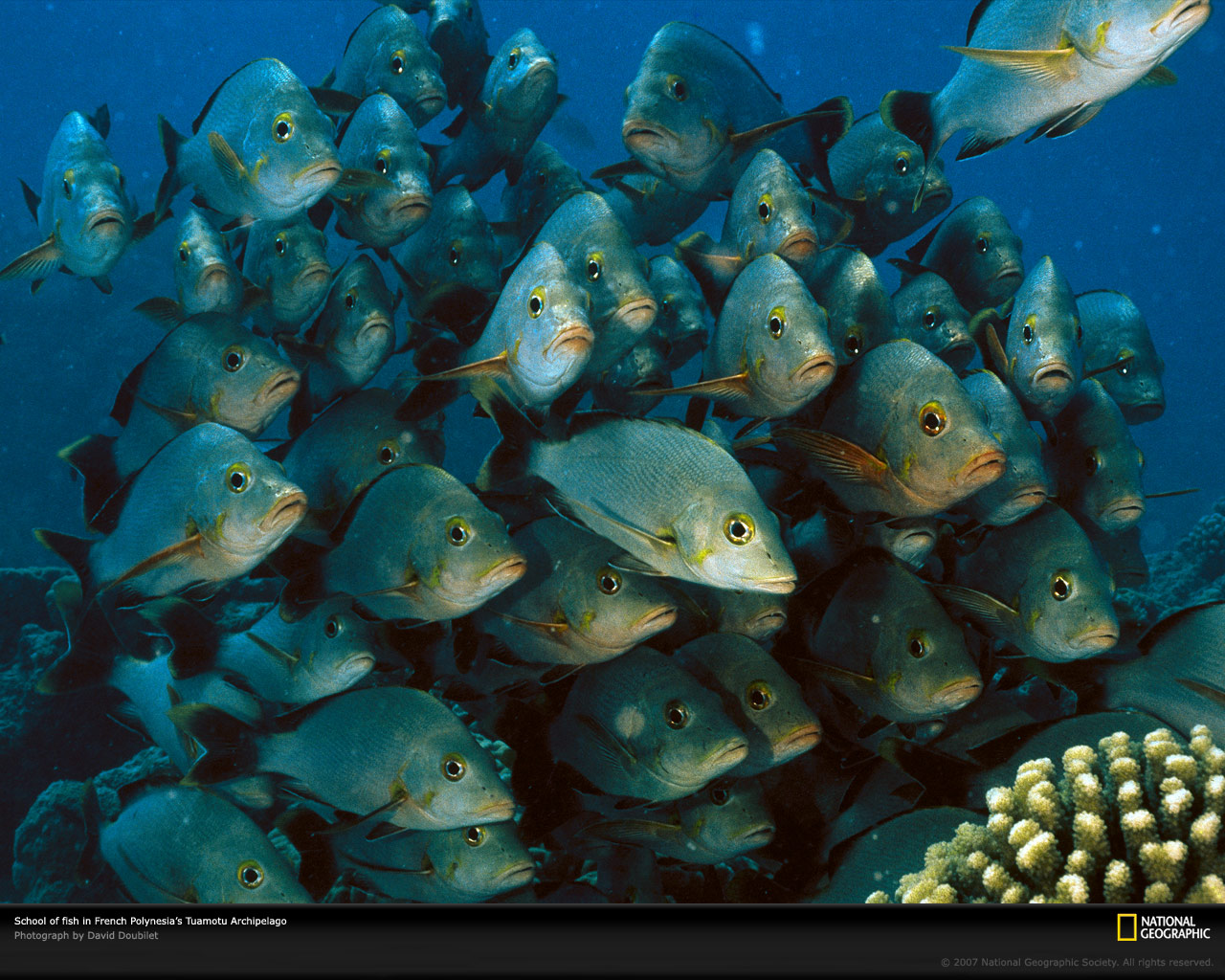 french-polynesia-school-fish-513710-xl.jpg