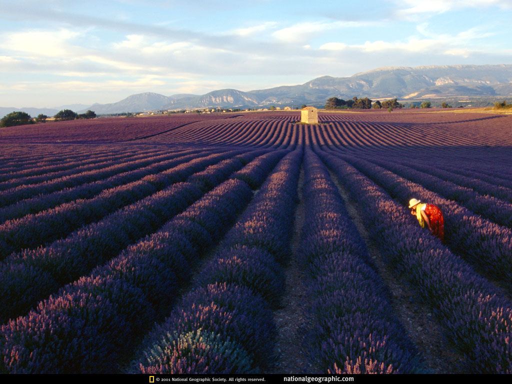 lavender-field-516175-lw.jpg