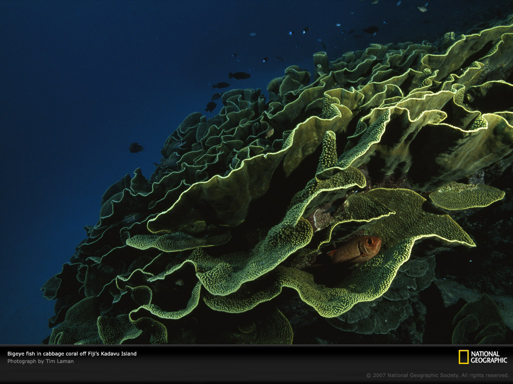 cabbage-coral-fiji-963688-lw.jpg