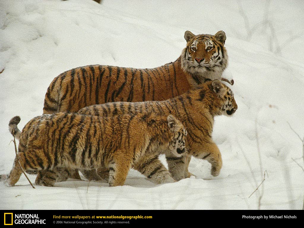 siberian-tigers-snow.jpg