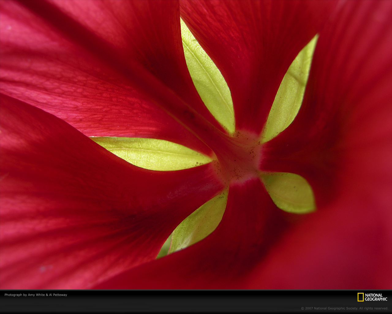 hibiscus-petals-758680-xl.jpg